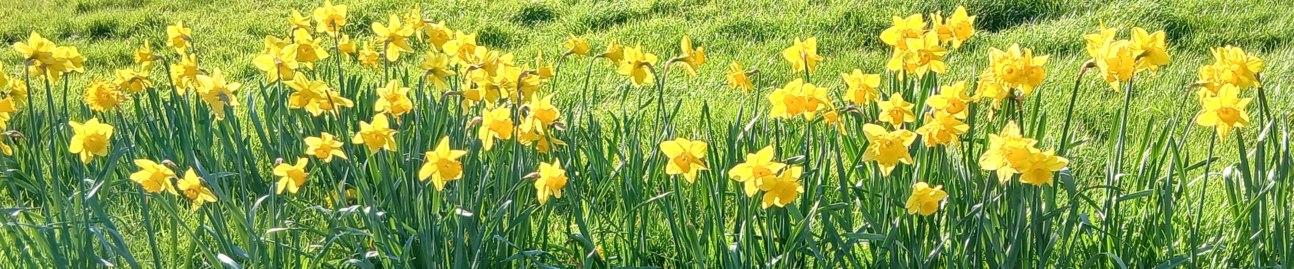 WTandW – Westerfield with Tuddenham and Witnesham