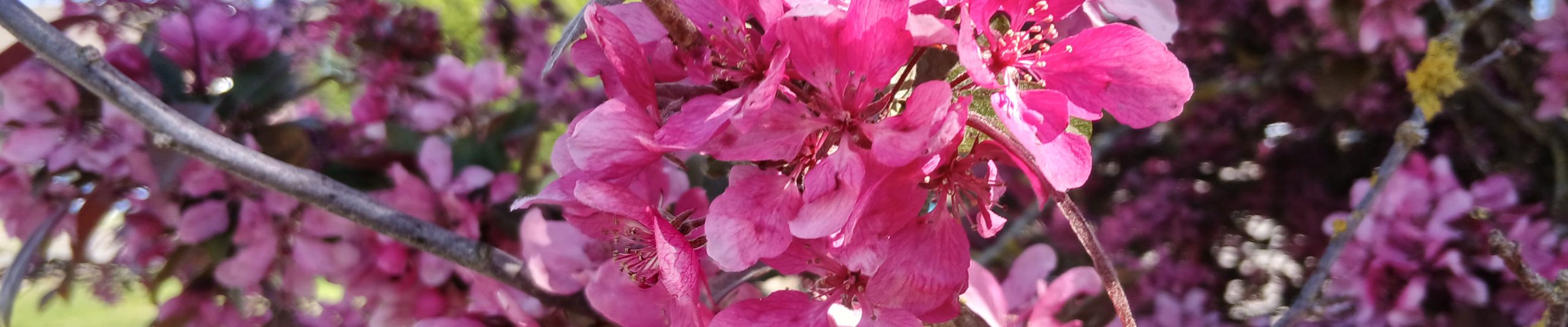 WTandW – Westerfield with Tuddenham and Witnesham