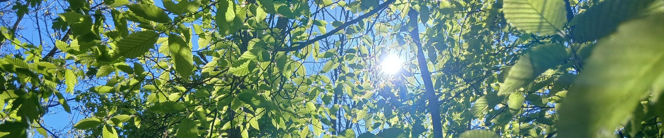 WTandW – Westerfield with Tuddenham and Witnesham