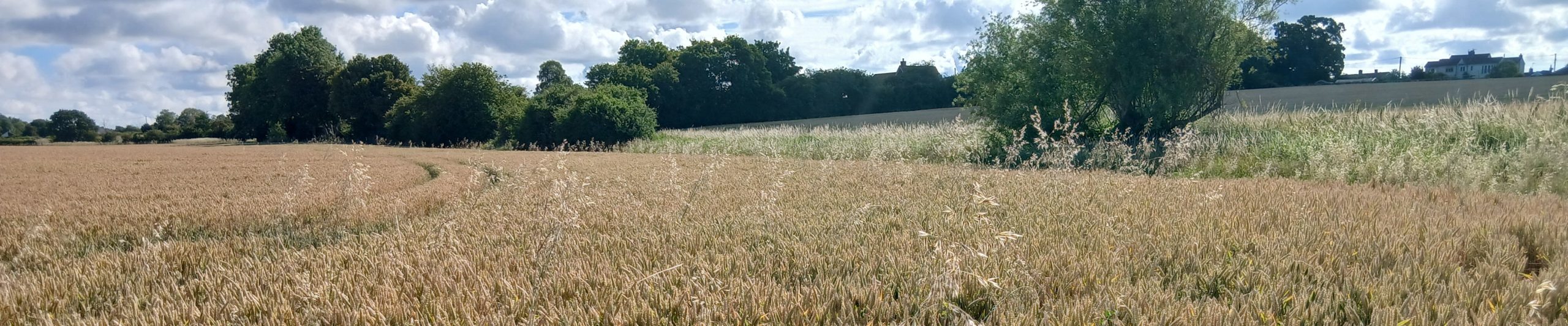 WTandW – Westerfield with Tuddenham and Witnesham